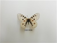 藏品(中國蝴蝶)的圖片